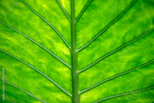 Close-up Leaf of tropical Tree as Background or Texture, green Leaf with Veins