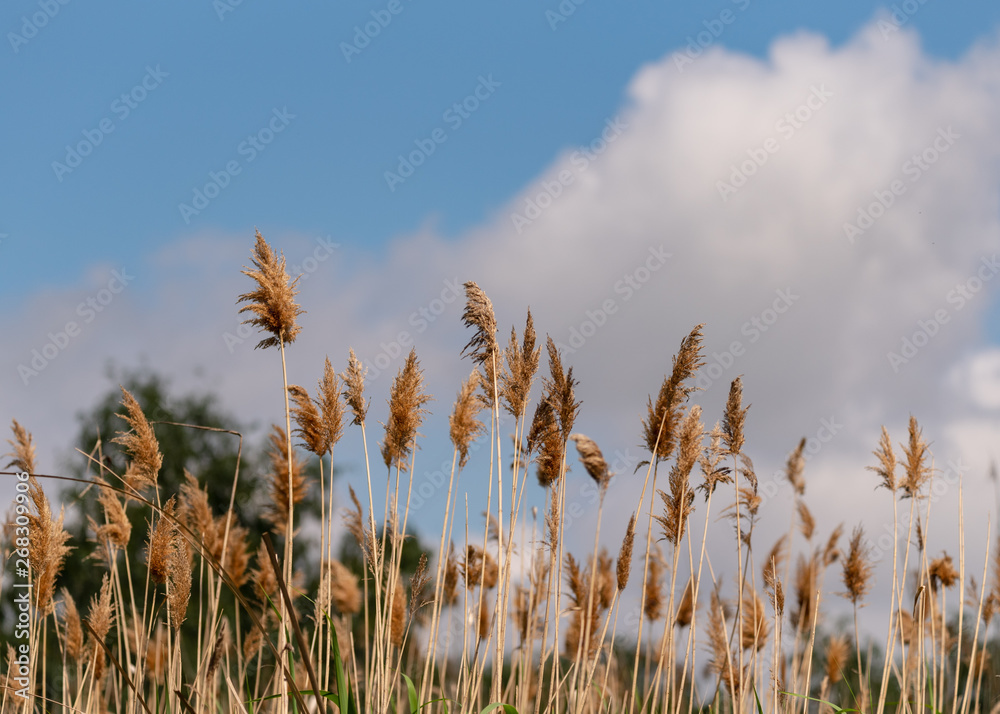 wheat field and blue sky with clouds wheat field and blue sky with clouds