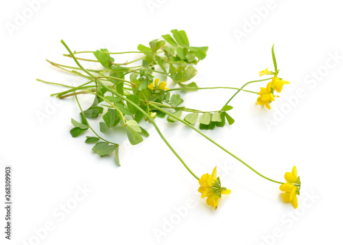 Yellow coronilla flowers. Isolated on white background photo
