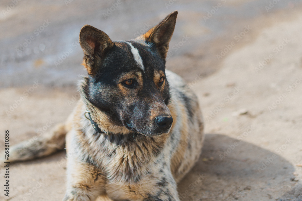 Cute dog with a gaze lying on the ground. Cute dog with a gaze lying on the ground.