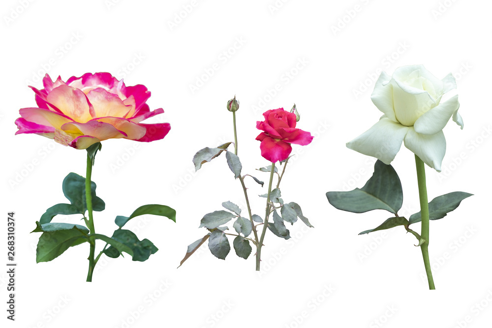 Obraz premium Blurred for Background.Beautiful Pink and white rose isolated on the white background. Photo with clipping path.