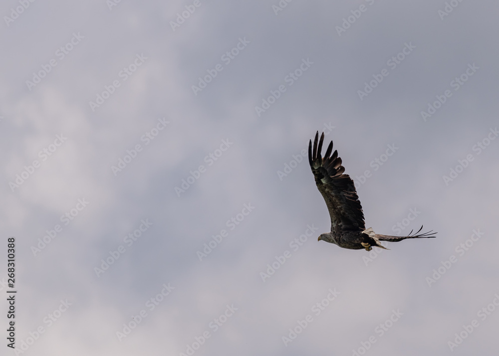 Obraz premium Falcon in flight