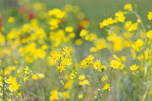 Bright yellow wildflowers Senecio vernalis, Asteraceae on spring  mountain meadow. © Xenlumen