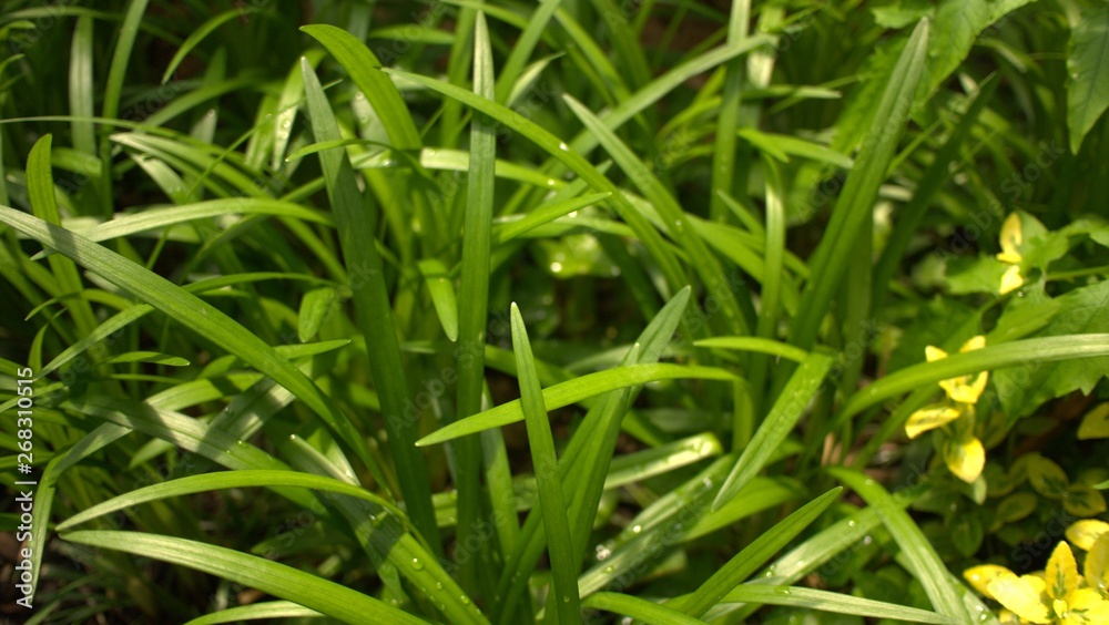 Freshly blooming leaves in spring and summer Freshly blooming leaves in spring and summer