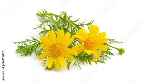 Cota tinctoria, the golden marguerite, yellow chamomile, or oxeye chamomile. Isolated photo