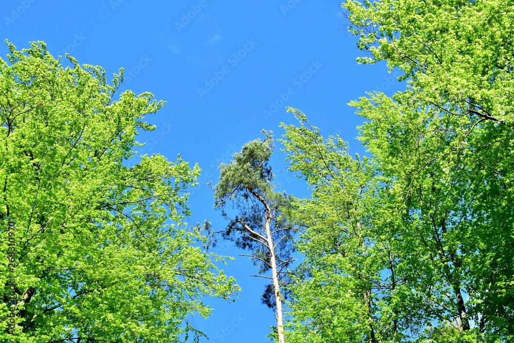 Fototapeta premium Frühlingsgrün im Blätterwald