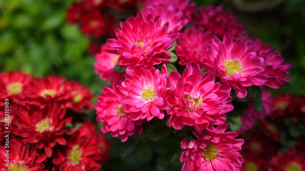 Obraz premium Beautiful pink flowers with unique shapes