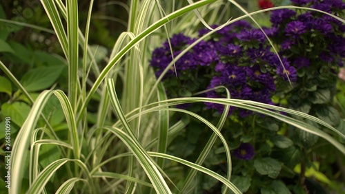Purple flowers with prominent ginpul