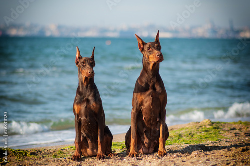 Doberman dog best frend puppy 