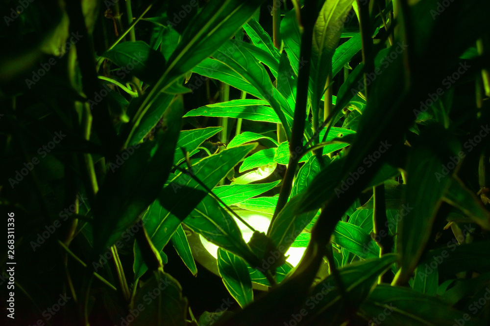 Obraz premium Spotlights that live in green leaves at night, close-up