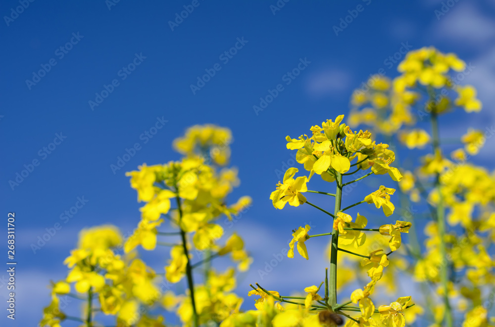 Bright yellow rapeseed flowers against deep blue sky in springtime, close-up, selective focus Bright yellow rapeseed flowers against deep blue sky in springtime, close-up, selective focus
