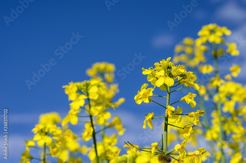 Bright yellow rapeseed flowers against deep blue sky in springtime  close-up  selective focus