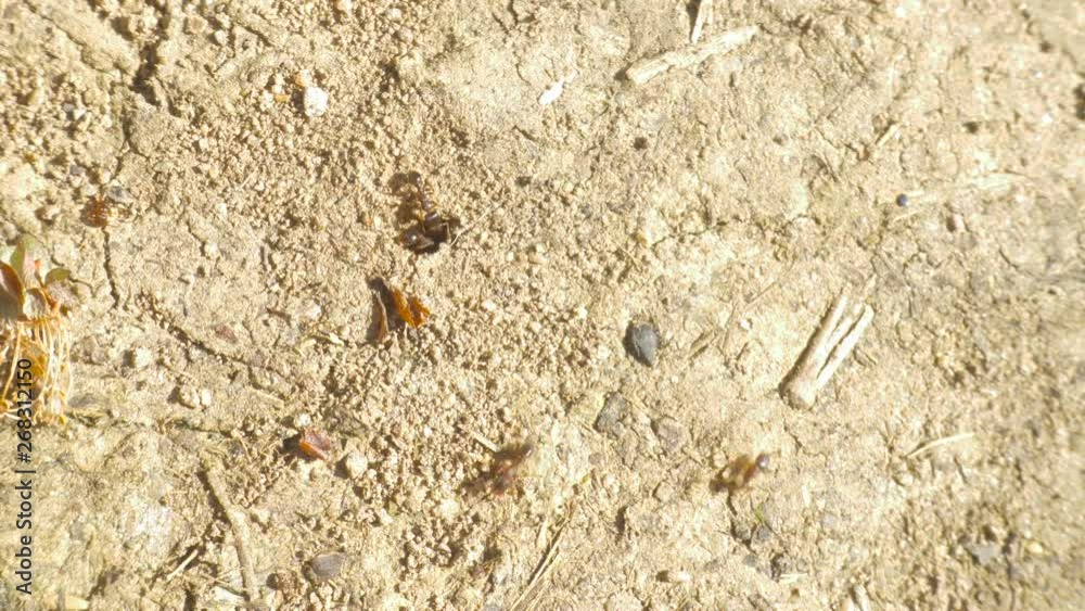 Ants Walking on the Ground and Entering the Den Ants Walking on the Ground and Entering the Den