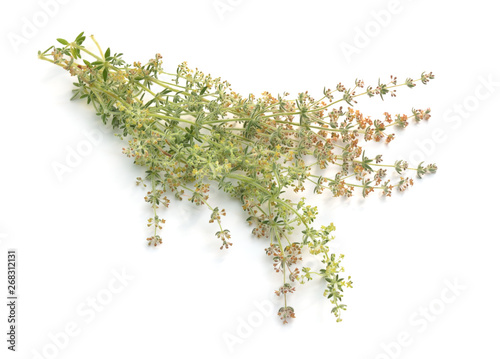 Galium humifusum or spreading bedstraw isolated on white photo