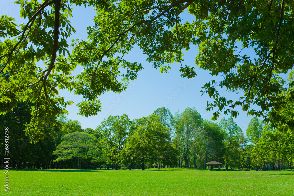 Fototapeta premium Park tree in the morning