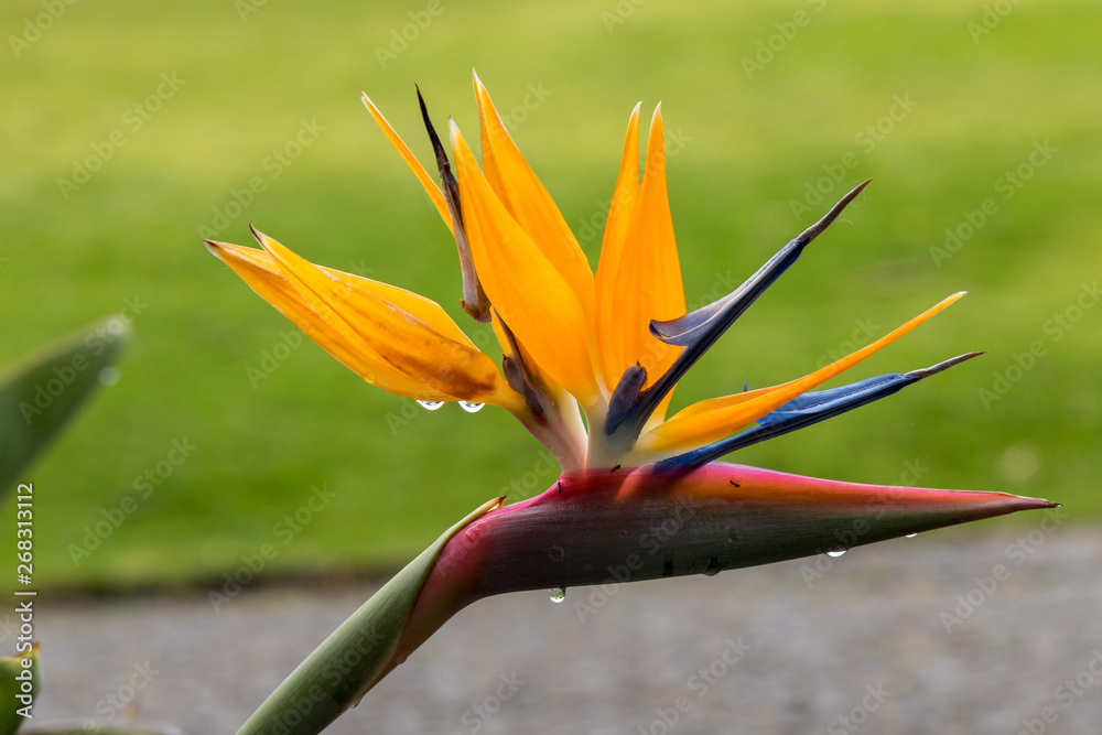 Tropical flower strelitzia or bird of paradise on Madeira Island, Portugal. Tropical flower strelitzia or bird of paradise on Madeira Island, Portugal.