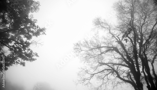 Black and white photography silhouette image of trees in the forest with winter fog atmosphere show beautiful texture of branch isolated on white sky.