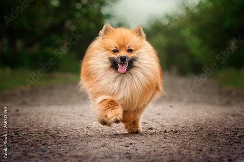 ginger spitz fun fluffy dog ​​walk through the park