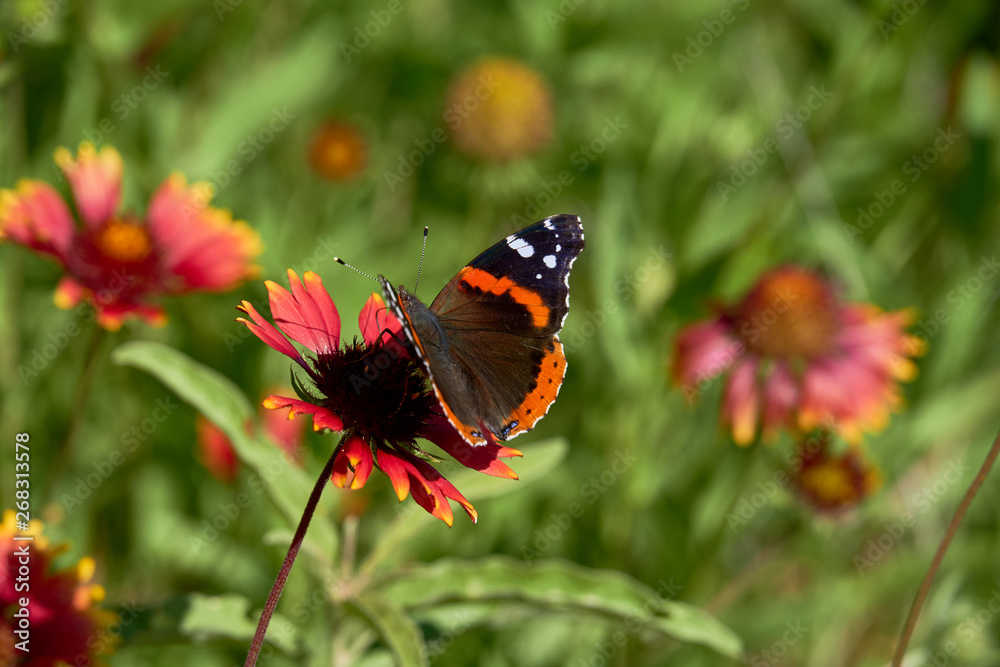 Red admiral butterfly (Vanessa atalanta) perched on a Fireweel Indina Blanket Gaillardia Flower Red admiral butterfly (Vanessa atalanta) perched on a Fireweel Indina Blanket Gaillardia Flower