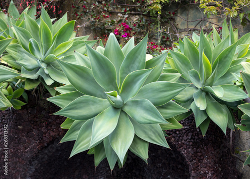  Green big leaves of Agave Succulent Plant