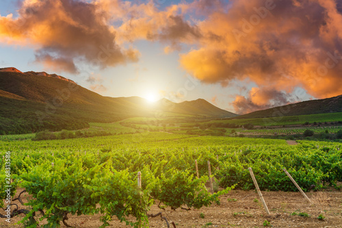 Beautiful vineyard at sunset. Travel around France, Bordeaux