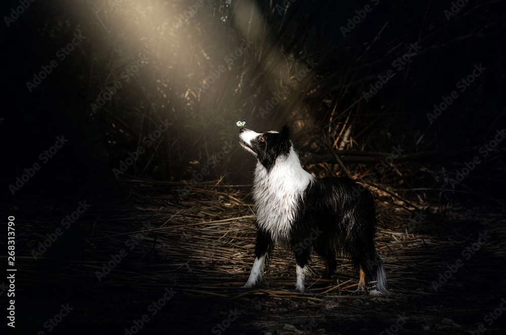 border collie dog spring portrait walking in the magical forest magic light butterfly on the nose