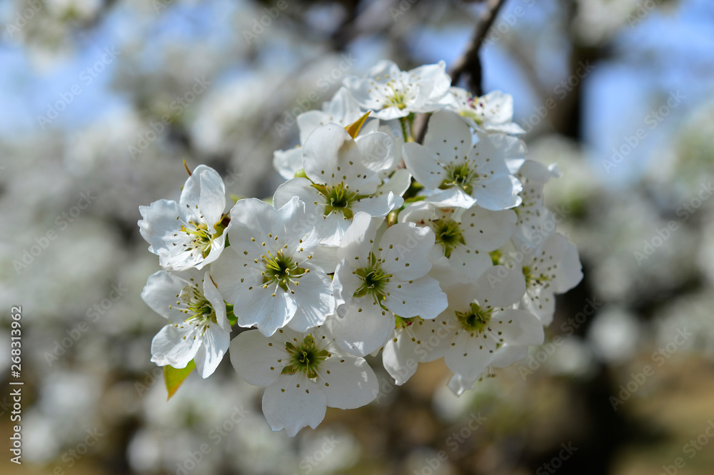 Fototapeta premium Pear flower in full bloom in spring