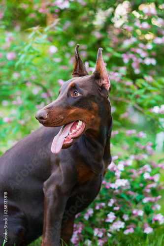 doberman  dog  pinscher  park  green  animal  purebred  nature  autumn  ears  young  background  portrait  cute  outdoor  domestic  mammal  pet  canine  breed  pedigree  guard  dobermann  brown  outdo