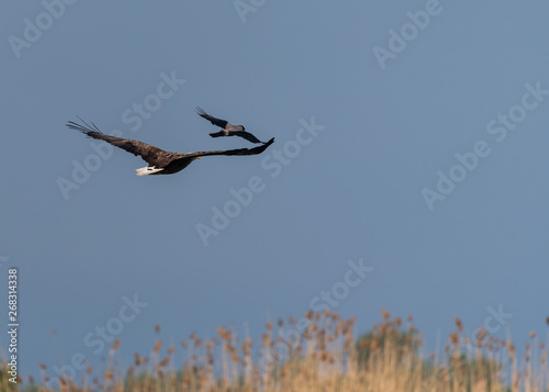 White tail eagle chasing a crow