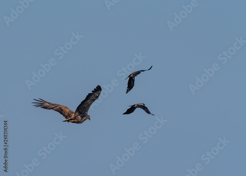 whitetail eagle chasing crows 