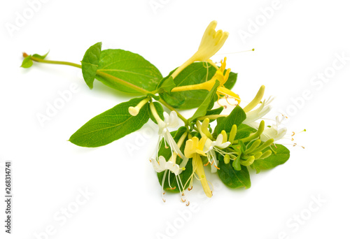 Lonicera japonica, known as Japanese honeysuckle and golden-and-silver honeysuckle. Isolated on white