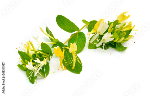 Lonicera japonica, known as Japanese honeysuckle and golden-and-silver honeysuckle. Isolated on white photo