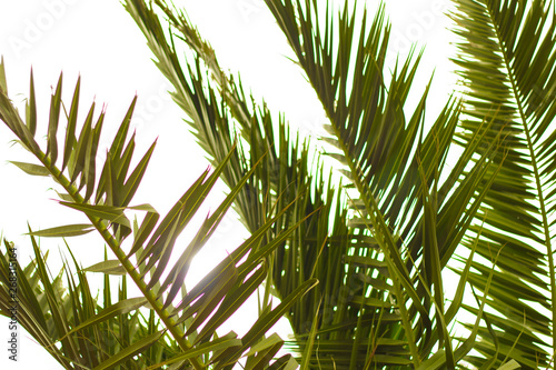 Palm leaves against the sky. Travel and vacation concept.