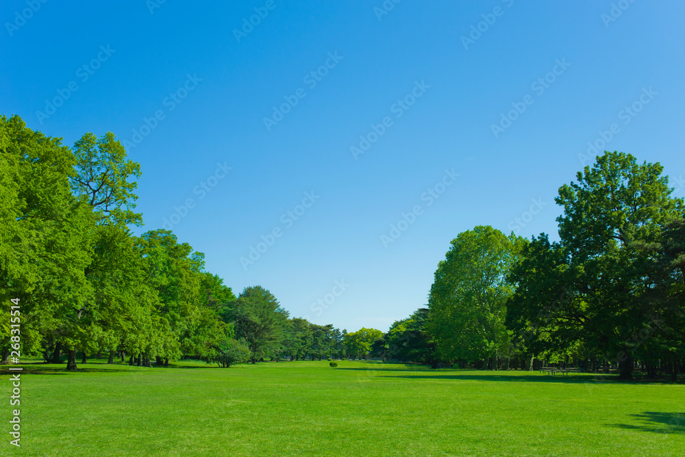 Park tree in the morning