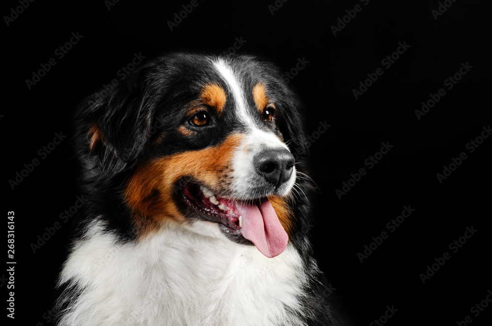 australian shepherd dog portrait in photo studio on a black background