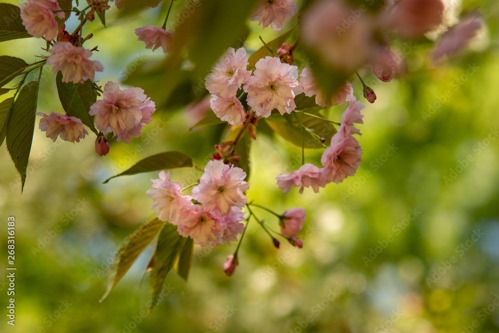Blooming apple tree with amazing pink blossom on blurred background. Gentle sun colorful spring or summer composition Blooming apple tree with amazing pink blossom on blurred background. Gentle sun colorful spring or summer composition