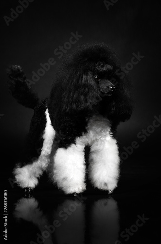 black and white poodle fluffy doggie portrait in photo studio on a black background