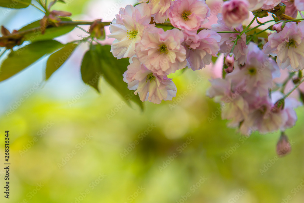 Blooming apple tree with amazing pink blossom on blurred background. Gentle sun colorful spring or summer composition Blooming apple tree with amazing pink blossom on blurred background. Gentle sun colorful spring or summer composition