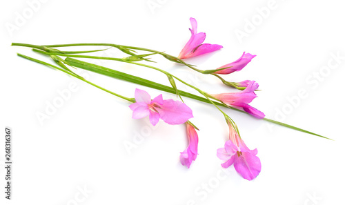 Gladiolus italicus is a species of gladiolus known by the common names Italian gladiolus, field gladiolus, sword-lily. photo