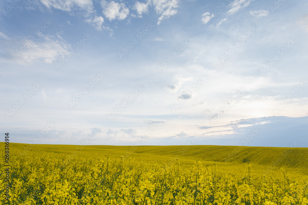 Scenic rural landscape with blooming rapeseed field