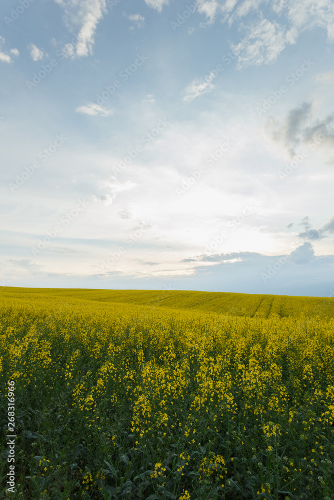 Scenic rural landscape with blooming rapeseed field