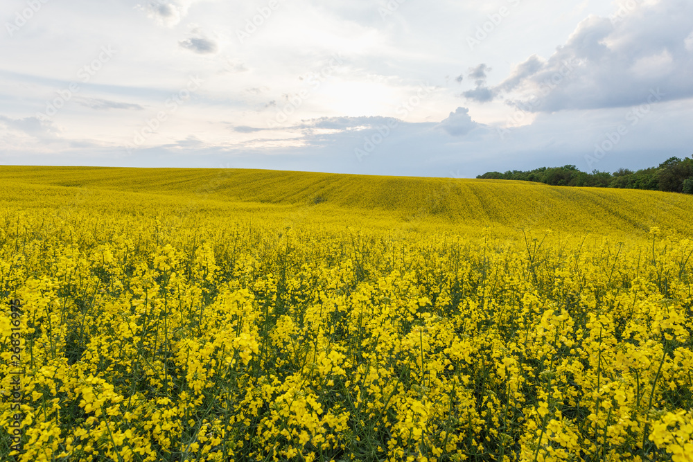 Scenic rural landscape with blooming rapeseed field Scenic rural landscape with blooming rapeseed field