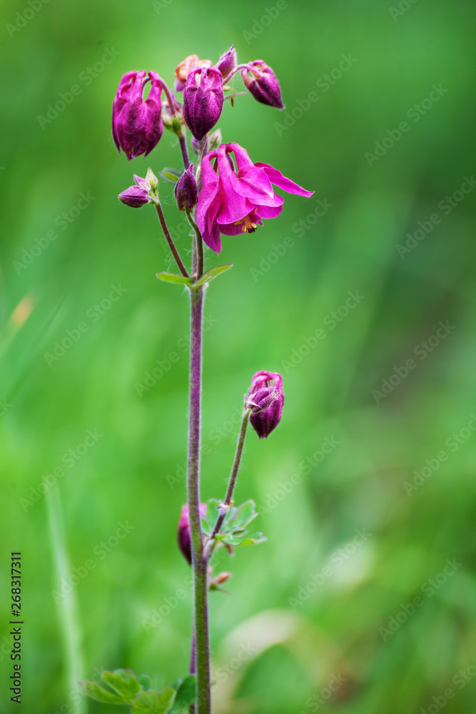 Pink Aquilegia - granny's bonnet, columbine blooming in the garden