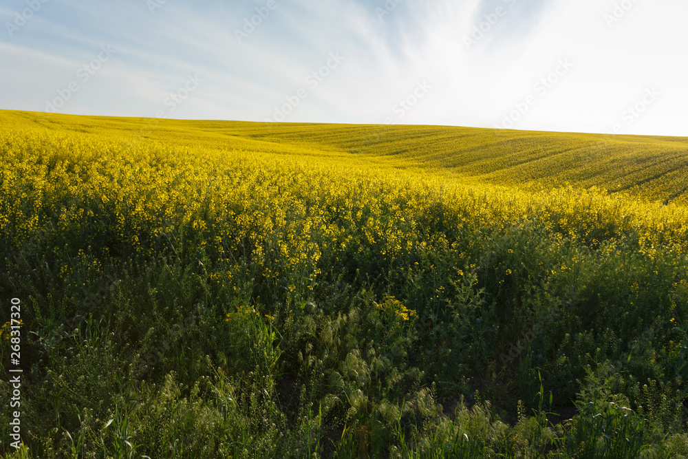 Fototapeta premium Sunset over the rapeseed field among the hills