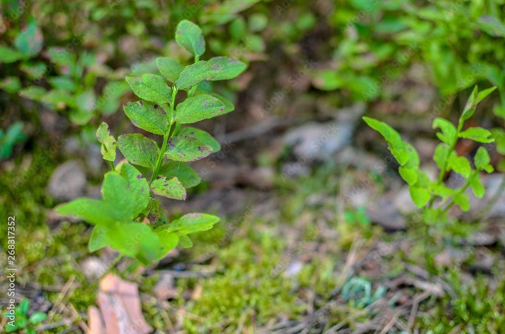 Blueberry plants with green leaves on the ground Blueberry plants with green leaves on the ground