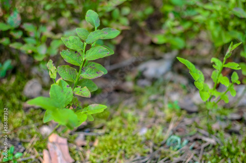Blueberry plants with green leaves on the ground