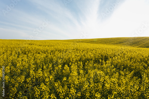 Sunset over the rapeseed field among the hills