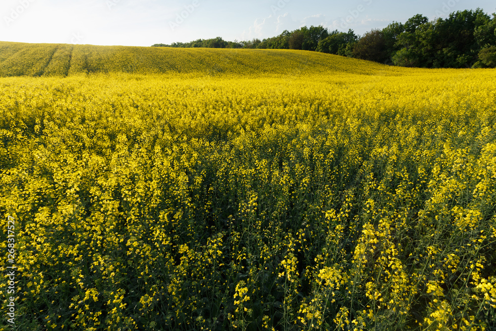 Sunset over the rapeseed field among the hills Sunset over the rapeseed field among the hills