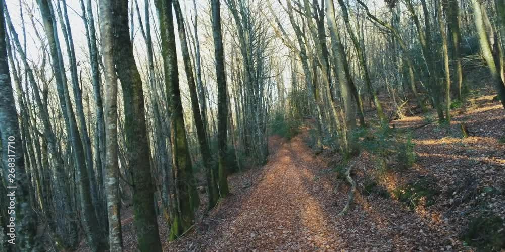 forest 1