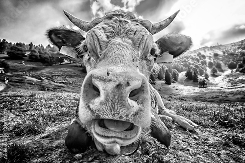 Cow head close-up in blak and white